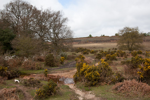 New Forest National Park
